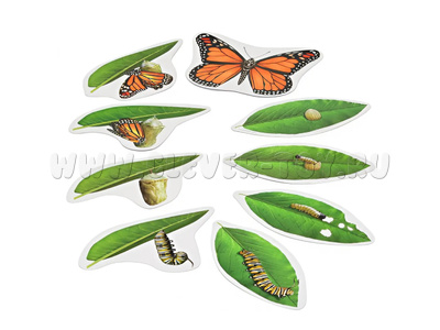 Демонстарционный материал "Жизненный цикл бабочки", магнитный